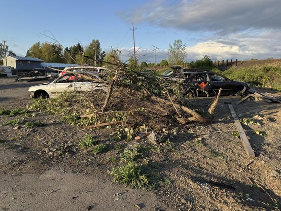 A scene showing abandoned vehicles, including a white car and a black car, partially covered by a pile of branches and debris. The area appears cluttered with vegetation and gravel, under a partly cloudy sky.