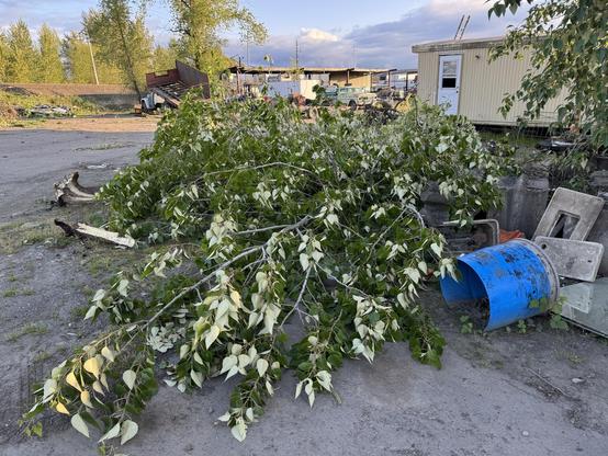 A pile of freshly cut branches with green leaves is strewn on a gravel surface, surrounded by debris and discarded items, including a blue barrel and concrete blocks. In the background, there are trees and a small building.