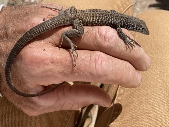A lizard about 7 inches long, 4" of which is tail, sprawled contentedly on the back of my hand. Its tail loops around below my fingers. Its overall color is sort of a charcoal gray but on its sides it has darker and lighter spots vaguely resembling a tiger's stripes.
