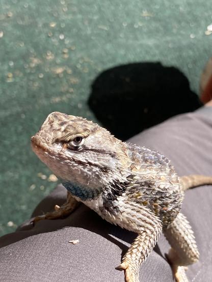 A beige spiny lizard with a blue patch on its throat sitting on my leg and looking up at me. A tiny cluster of orange spines can be seen right in front of his left eye.