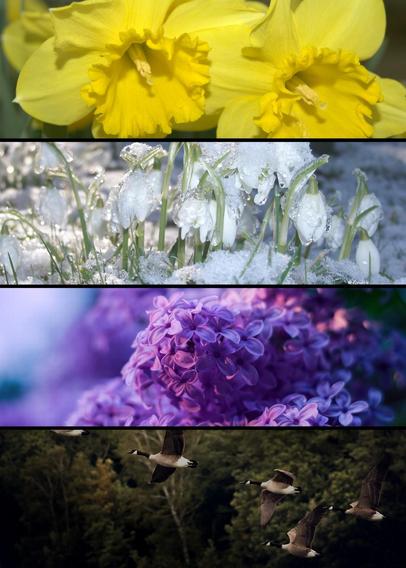 A collage of four images stacked vertically to represent the nonbinary flag's colors. The images are of daffodils, snowdrops, and lilac with a photo of Canadian geese in flight on the bottom.