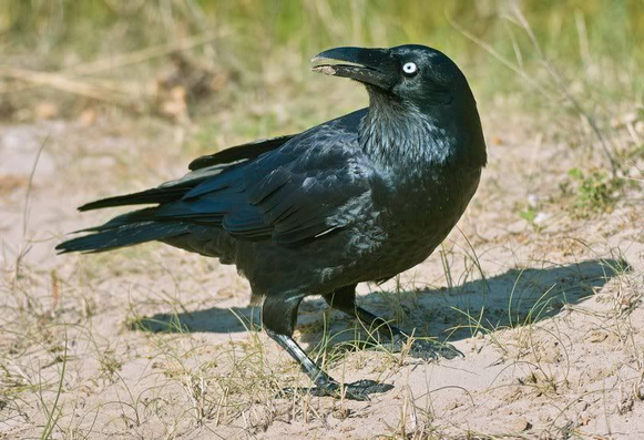 Corvus insularis (known as Bismarck crow) standing on a sandy ground and looking backwards.