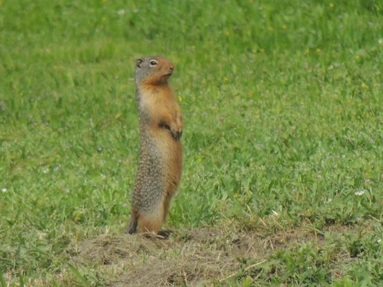 A single Black-tailed prairie dog stands on two legs. Dirt pile below its feet. The background is green grass with small purple flowers