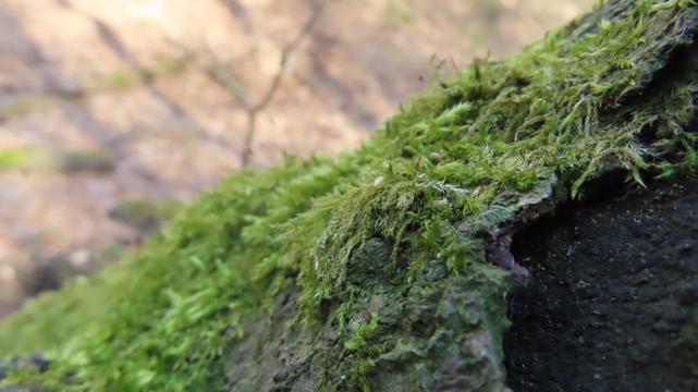 Moos auf einem Stein.
Der Hintergrund ist bräunlich.

Eine Linie von links unten nach rechts oben.
So ist die Aufteilung des Fotos.
Oben Waldboden, braun.
Unten Moos, grün