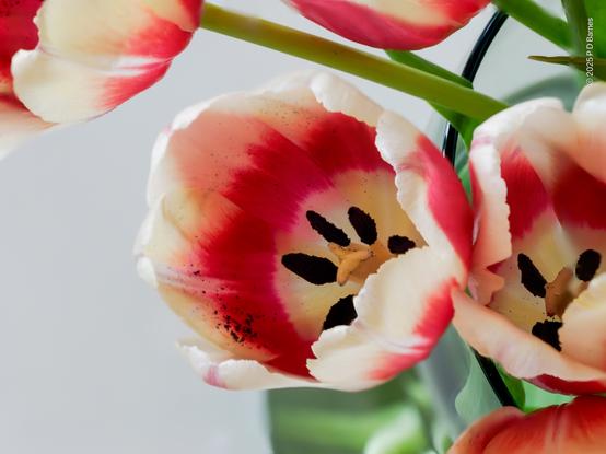 Closeup of a tulip flower