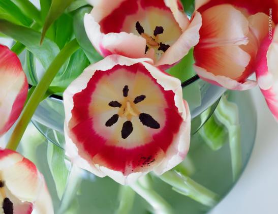 Closeup of a tulip flower showing its hexagonal symmetry, with six petals and six stamens