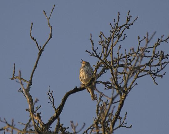 Photo d'un oiseau dans un arbre, le bec ouvert.
Il est brun clair avec plein de petites tâches noires sur le ventre