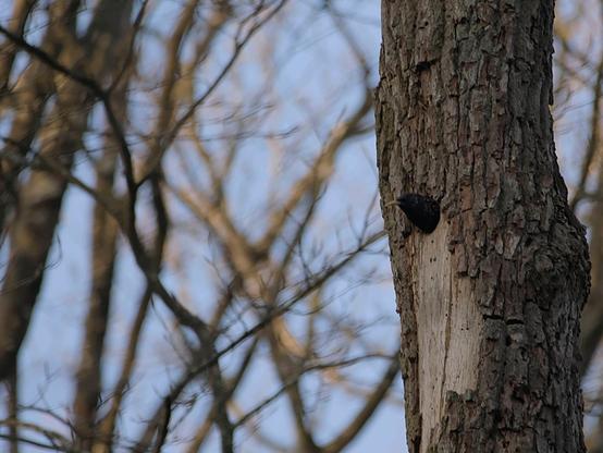 photo de la tête d'un oiseau sortant d'un trou dans un arbre.
Il est noir, légèrement tâcheté. son bec jaune ou orange (je suis daltonien) est assez fin et très légèrement recourbé vers le bas, ses yeux sont noirs.