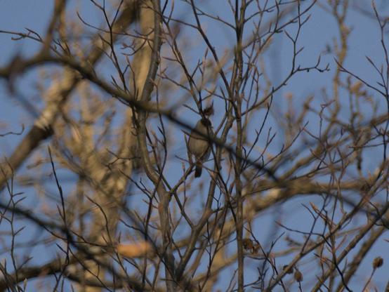 Photo d'un oiseau perché dans un arbre.
Il est gris très clair, et le dessus de sa tête forme comme une kippa noire. le bout de sa queue est également noir.
