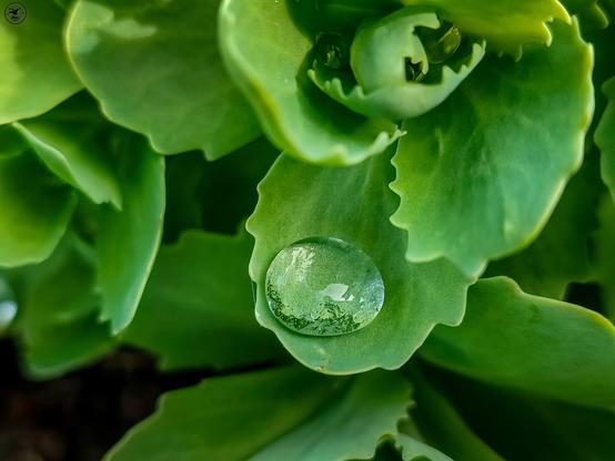 Water droplet on fleshy green leaf