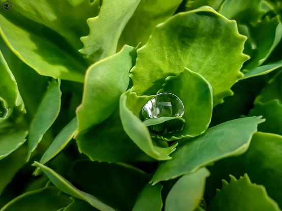 Water droplet in folds of new leaves