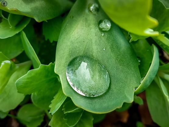 water droplets on fleshy leaf