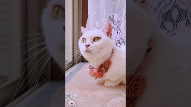 カーテンの裏にいた白猫ラム！　#白猫 #マンチカン #短足
