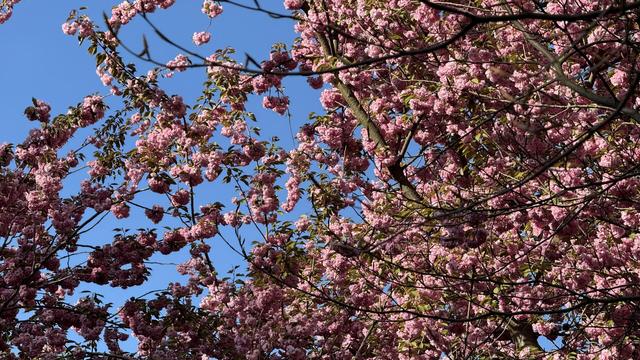 cherryblossom in humblldthain in Berlin, blue sky