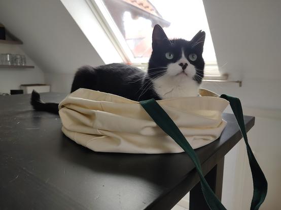 Der Kater Phips liegt in einem Jutebeutel. Dessen Stoff ist relativ steif sodass dieser etwas hoch gezogen werden konnte. Es sieht so aus wie ein Osterkörbchen