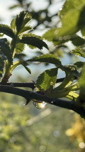 ein Wassertropfen hängt an einem Zweig einer Heckenrose, darin bricht sich das Sonnenlicht. Am Zweig oberhalb zahlreiche kleine Blätter.