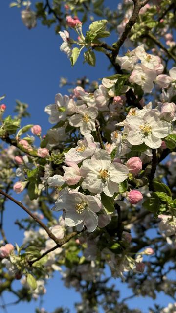 Nahaufnahme von zahlreichen Blüten eines Apfelbaums vor strahlend blauem Himmel.