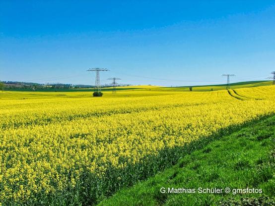 Osterfahrradtour im Harzvorland blühende Rapsfelder