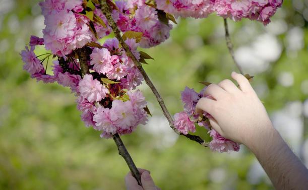 L'image montre les mains d'une personne touchant ou tenant les branches d'un arbre à fleurs. L'arbre porte des grappes de fleurs d'un rose éclatant, probablement des fleurs de cerisier. L'arrière-plan est flou, ce qui met en valeur les fleurs.