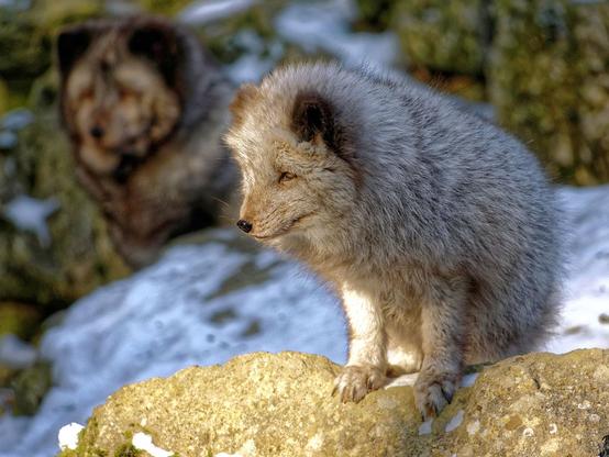 Two strong contenders for the fluffiness contest. The arctic fox in the front seems to be slightly ruffled but nevertheless potato shaped. While a defocused one in the background seems to be practically pure fluff.