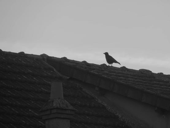 L'image montre la silhouette d'un oiseau sur un toit de tuiles. La scène est en noir et blanc, ce qui accentue le contraste entre l'oiseau et le toit par rapport au ciel. L'oiseau est probablement une corneille.