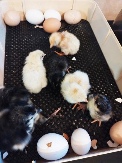 Photo de poussins dans une couveuse qui sont nés dans la nuit, leur duvet est encore en cours de séchage 
Il reste 8 œufs à éclore 
2 sont déjà en cours (œuf tout en bas avec un petit trous)