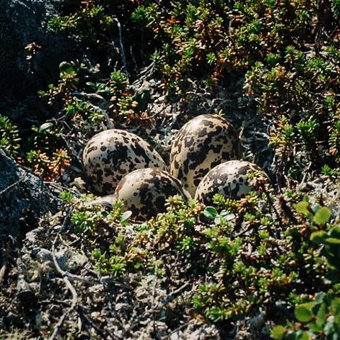 Found these eggs of a Eurasian Dotterel while hiking in the Kaldoaivi Wilderness Area (Kapustarinta in Finnish) during my two-month solo hike. Quite late in the summer, so they must be the second clutch; otherwise, it’s a failed incubation. Took the photo while carrying my backpack as I didn’t want to hang around the nest for too long in case the mom was somewhere close.