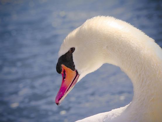 Cette image montre un gros plan d'un cygne au bord de l'eau. Le cygne a un corps blanc, un bec orange. L'eau en arrière-plan est floue.