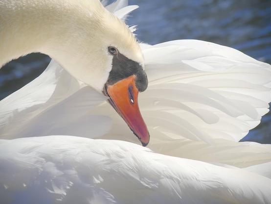L'image montre un cygne en gros plan, le cou tourné vers son dos. Le bec orange et les plumes blanches du cygne sont bien visibles. L'arrière-plan est un plan d'eau flou.