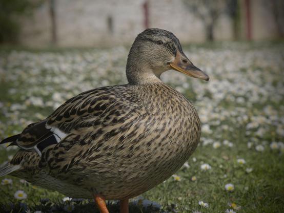 L'image montre un gros plan d'une cane colvert debout sur de l'herbe. La cane a des plumes brunes tachetées et un bec brun. L'arrière-plan est flou avec plein de petites fleurs blanches dans l'herbe, sûrement des pâquerettes.