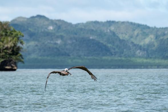 A pelican is flying over calm water, with lush green mountains in the background.