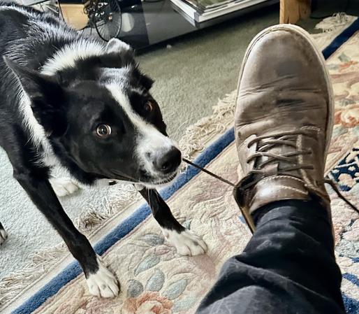 A young Border Collie wants to play. Pulling shoelaces. Get up says Little Connie 😃