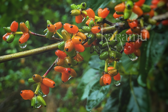 Photo d'une branche avec de petites baies vertes et oranges, légèrement allongées, avec des gouttes de pluie.
