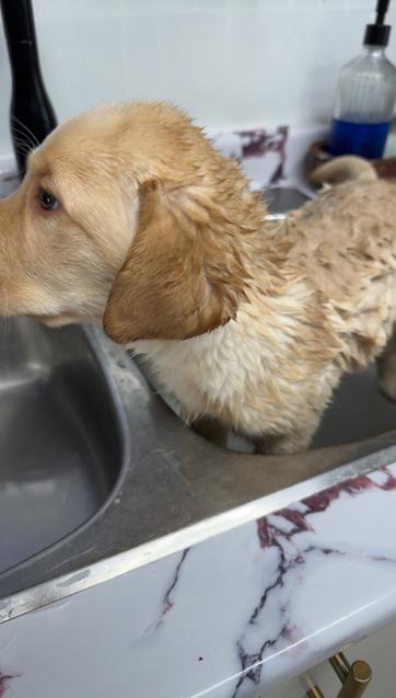 I gave Jake a bath in our kitchen sink while I still can! He didn’t mind, and I used tearless puppy shampoo