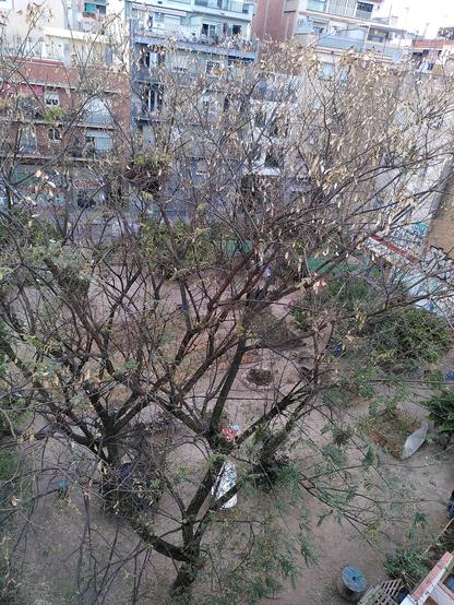 Vista de l'horta des de dalt, i ha l'acàcia al mig i entre les branques es veuen els bancals de fons.