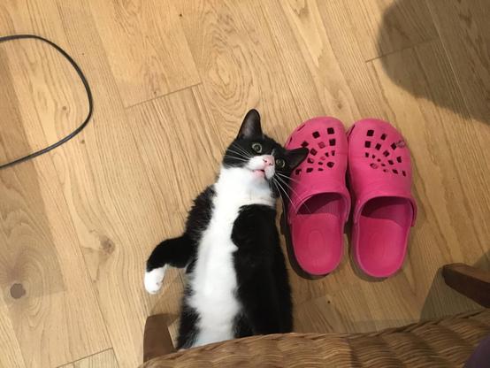 Happy cat laying on the ground
