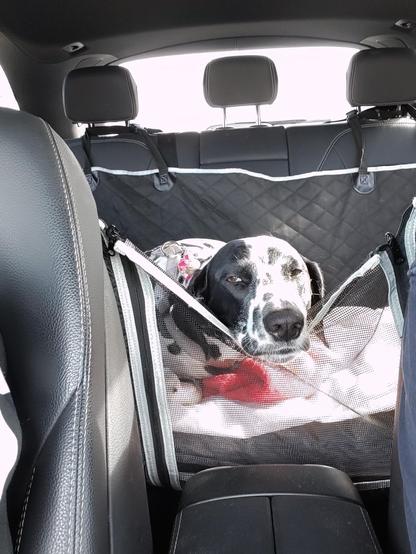 Mein Hund im Auto, auf der Rücksitzbank (selbstverständlich angeschnallt), den ach so schweren Kopf auf der Kante des Trennnetzes abgelegt