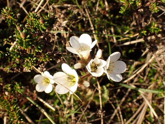 Meadow Saxifrage - a group of white flowers in the dunes.