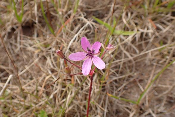 A single pink flower of Common Stork's-bill