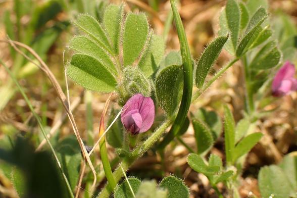 Spring Vetch - this one is a proper eye sight test. Tiny pink flower is mms not cms. Made my day finding them.