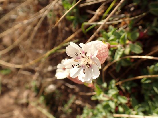 Along with thrift, the white flowers of sea campion are always lovely to see at the sea.