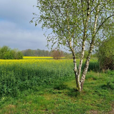 On the right-hand side of the picture is a slender birch tree, behind which stretches a field of rape with the first yellow flowers. The field is bordered by trees in the background. A cloudy sky.
