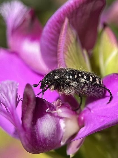 Both the oxythirea funesta beetle and the Polygala flower are very photogenic.