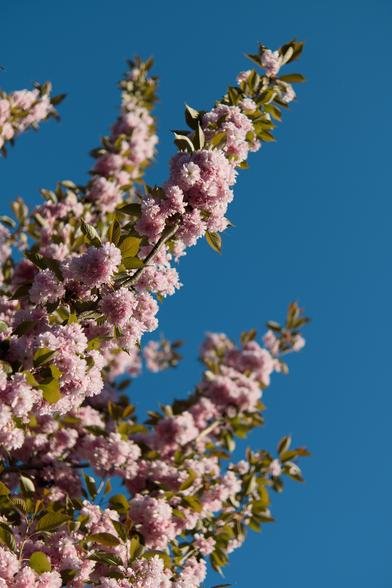 La branche d’un arbre à fleurs roses type cerisier, qui se détache sur le ciel bleu profond