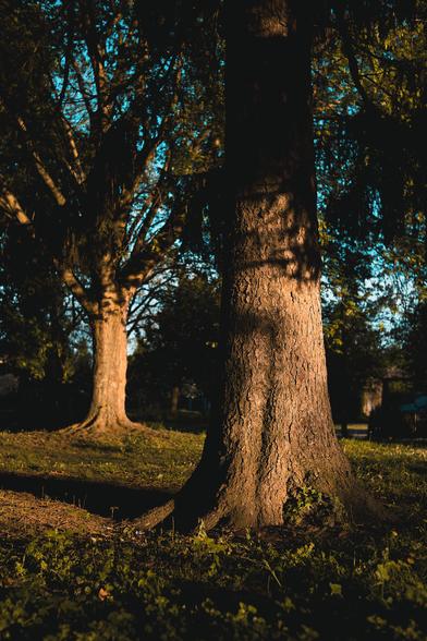 Deux troncs d’arbres illuminés par le soleil couchant dans un parc