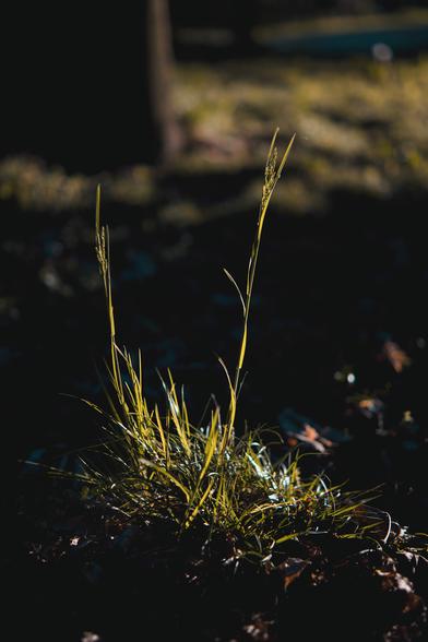 La brindille d’une herbe qui est éclairée par la lumière rasante et qui contraste sur le fond sombre ombragé du sol