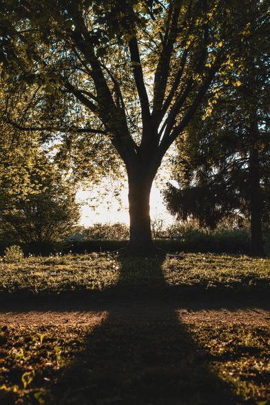 Le soleil illuminé par derrière un arbre. La photo est prise dans l’axe de l’ombre du tronc