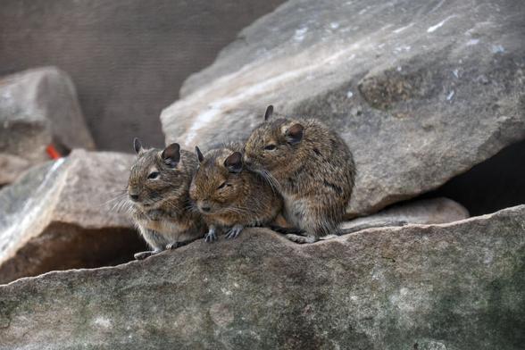 Drei Degus sitzen nebeneinander auf einem Stein. Auch drumherum sind Steine mit Lücken dazwischen.