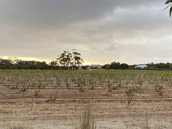 A vineyard with rows of grapevines extends across the foreground, leading to a rustic house and a blue building set against a cloudy sky during sunset. Trees and greenery are visible in the background.