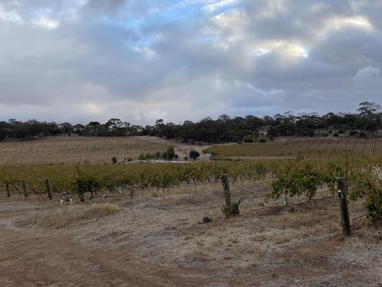 A vineyard landscape set against a backdrop of rolling hills and cloudy skies. The ground appears dry, and trees are visible in the distance.
